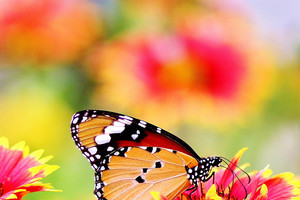 Schmetterling auf hübscher Blüte